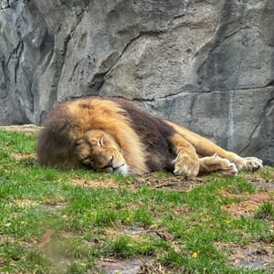 Lincoln Park Zoo
